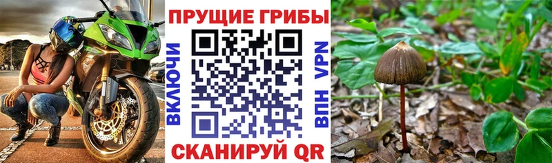 Купить где  Трубчевск  Галлюциногенные грибы мицелий 